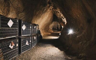 Calici di Basura. Quando vino, sottosuolo e suggestioni incontrano la letteratura noir